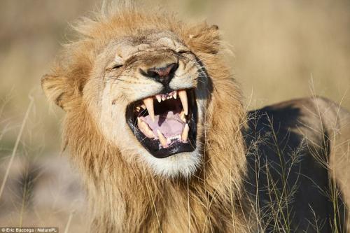 BBC.2018.Big Cats II【大猫 第二部】蓝光英语中文字幕 百度网盘保存 BBC.2018.Big Cats II【大猫 第二部】蓝光英语中文字幕 百度网盘保存