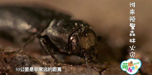 ���ۿ�����֮����ɼ��⡰֮������硱�����������ٶ����̱���