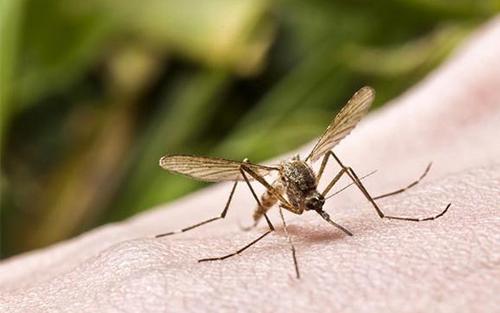 昆虫(主讲:彩万志 张青文) 昆虫(主讲:彩万志 张青文)