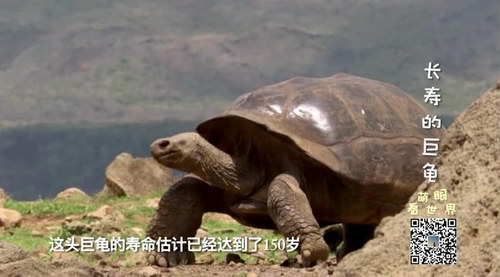 萌眼看世界之带孩子玩转南美狂野海岛(高清打包)百度网盘 萌眼看世界之带孩子玩转南美狂野海岛(高清打包)百度网盘