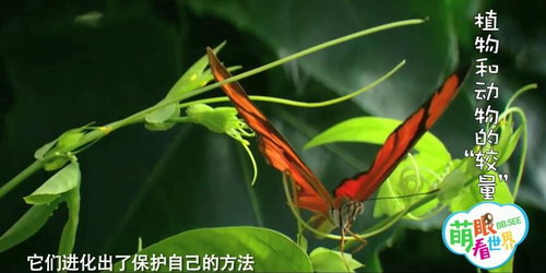 萌眼看世界之了不起的动植物(标清打包)百度网盘 萌眼看世界之了不起的动植物(标清打包)百度网盘