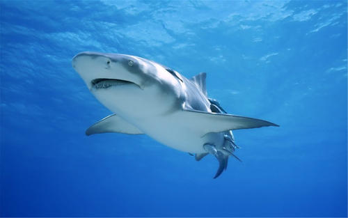 百家讲坛海洋生灵(曹玉茹 周开亚)(3集) 百家讲坛海洋生灵(曹玉茹 周开亚)(3集)