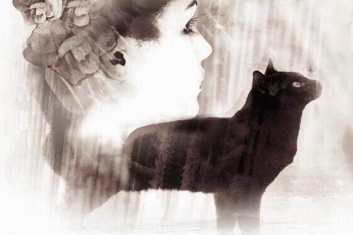 九命猫(艾宝良)(23回) 九命猫(艾宝良)(23回)