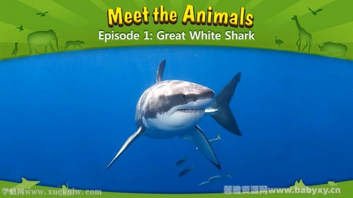 少儿英语启蒙动画5动物世界 百度网盘保存 少儿英语启蒙动画5动物世界 百度网盘保存