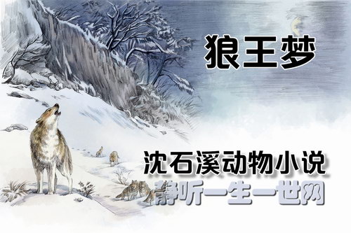 沈石溪动物小说狼王梦(赵兰20集) 沈石溪动物小说狼王梦(赵兰20集)