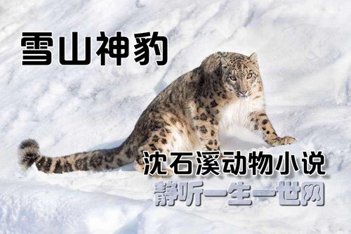 沈石溪动物小说雪山神豹 沈石溪动物小说雪山神豹