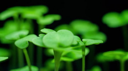 ֥��ѧ��������˫�ﶯ��Σ���ᣩ��������Ƶ���ٶ����̱���