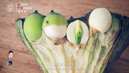 芝麻学社新升力植物课(完结)(高清视频)百度网盘保存 芝麻学社新升力植物课(完结)(高清视频)百度网盘保存