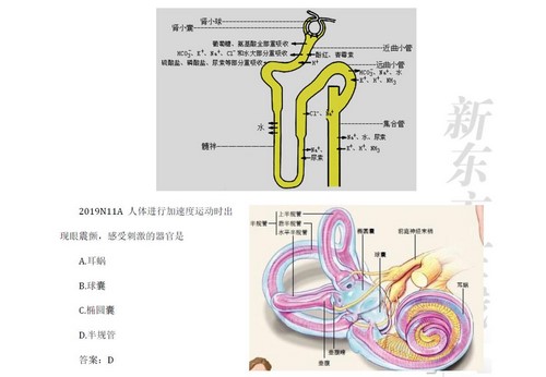 新东方2022考研西医临综真题生理学(3.14G高清视频) 新东方2022考研西医临综真题生理学(3.14G高清视频)