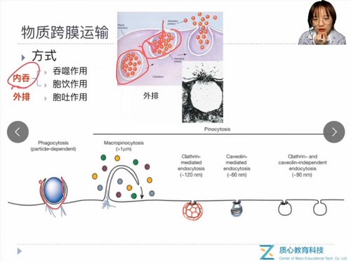 质心教育2020细胞生物学暑期班段段老师 百度网盘保存 质心教育2020细胞生物学暑期班段段老师 百度网盘保存