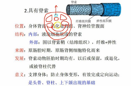金石为开生物竞赛教授视频课(21.3G高清视频)百度网盘保存 金石为开生物竞赛教授视频课(21.3G高清视频)百度网盘保存