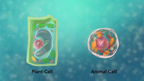 学大伟业2020寒假生物竞赛生物技术、生物统计、生物信息27讲(有讲义)(8.81G高清视频)百度网盘保存 学大伟业2020寒假生物竞赛生物技术、生物统计、生物信息27讲(有讲义)(8.81G高清视频)百度网盘保存
