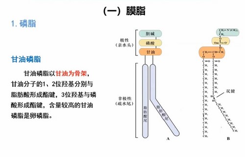 汇智2022寒假生物竞赛C1-1基础课(长沙)(10.8G高清视频)百度网盘保存 汇智2022寒假生物竞赛C1-1基础课(长沙)(10.8G高清视频)百度网盘保存