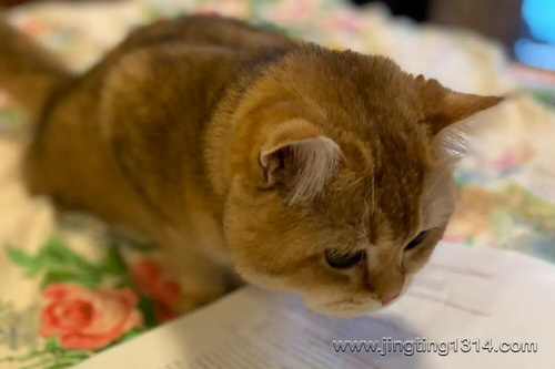 学霸猫:心灵好书,为你精读(第一季) 学霸猫:心灵好书,为你精读(第一季)