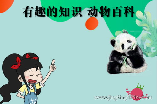 ����Сѧpanda��ʦ����Ȥ��֪ʶ ����ٿƣ����� ˯ǰ��֪ʶ��