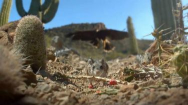 BBC.Hidden.Kingdoms��������������2014 ����2