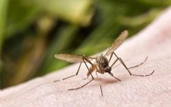 ���棨����������־ �����ģ�