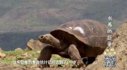 ���ۿ�����֮��������ת������Ұ���������������ٶ�����