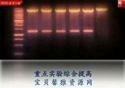2020猿辅导张鹏生物寒假班(完结)(高清视频)百度网盘