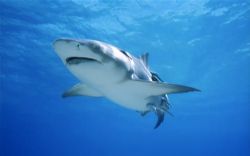 �ټҽ�̳�������飨������ �ܿ��ǣ�(3��)