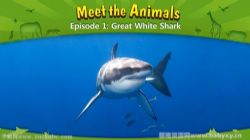 少儿英语启蒙动画5动物世界 百度网盘