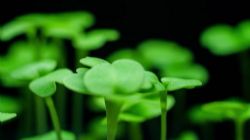 ֥��ѧ��������˫�ﶯ��Σ���ᣩ��������Ƶ���ٶ����̱���