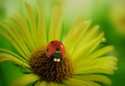 ����������-minuscule.΢��С���磨ȫ�ļ�����7.25G��Ƶ���ٶ�����