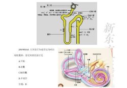 新东方2022考研西医临综真题生理学(3.14G高清视频)