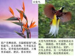 初中生物八年级上册优质课件+教案+试题打包 百度网盘保存