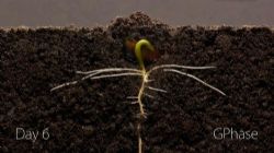 七彩课堂教科版科学五年级下册教学课件 百度网盘