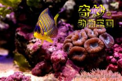 企鹅童话00:奇妙的动物王国_必读科普