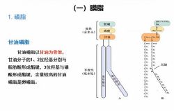 汇智2022寒假生物竞赛C1-1基础课(长沙)(10.8G高清视频)百度网盘
