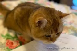 ѧ��è��������飬Ϊ�㾫������һ����