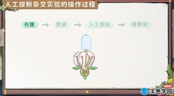 洋葱学园2023人教版高中生物必修二(1.45G高清视频)百度网盘保存